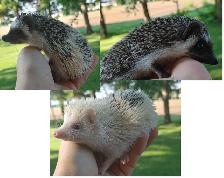 ❤️Sweet pinto or badger masked hedgehog babies! Text to reply.