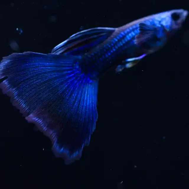 Guppy de qualité superbe couleurs