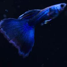 Guppy de qualité superbe couleurs