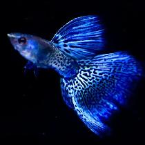 Guppy de qualité superbe couleurs - Photo 2