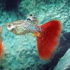 Guppy de qualité superbe couleurs - Photo 3