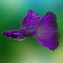 Guppy de qualité superbe couleurs - Photo 4