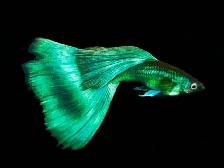 Guppy de qualité superbe couleurs - Photo 5