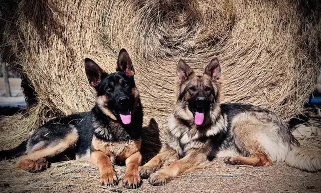 German Shepherd Dogs free to good home