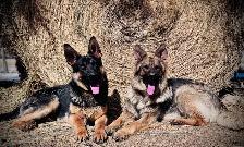 German Shepherd Dogs free to good home