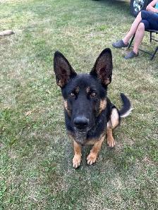 German Shepherd Dogs free to good home - Photo 2
