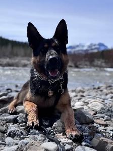German Shepherd Dogs free to good home - Photo 3