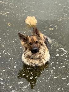 German Shepherd Dogs free to good home - Photo 4