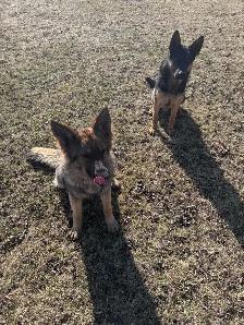 German Shepherd Dogs free to good home - Photo 5