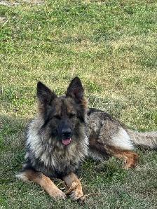 German Shepherd Dogs free to good home - Photo 6
