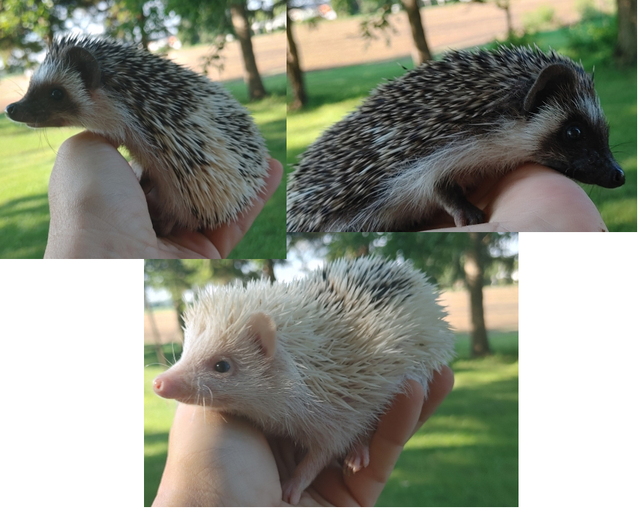❤️Sweet reverse pinto/ full masked hedgehog babies! Text only :)
