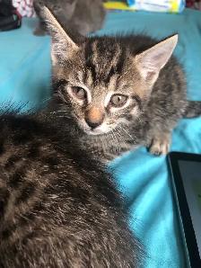 kittens for sale