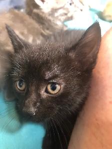 kittens for sale - Photo 2