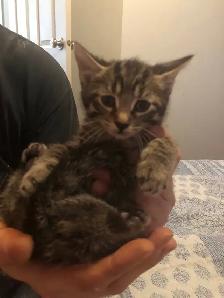 kittens for sale - Photo 3