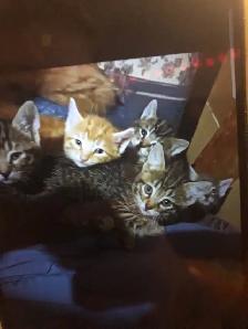 kittens for sale - Photo 4