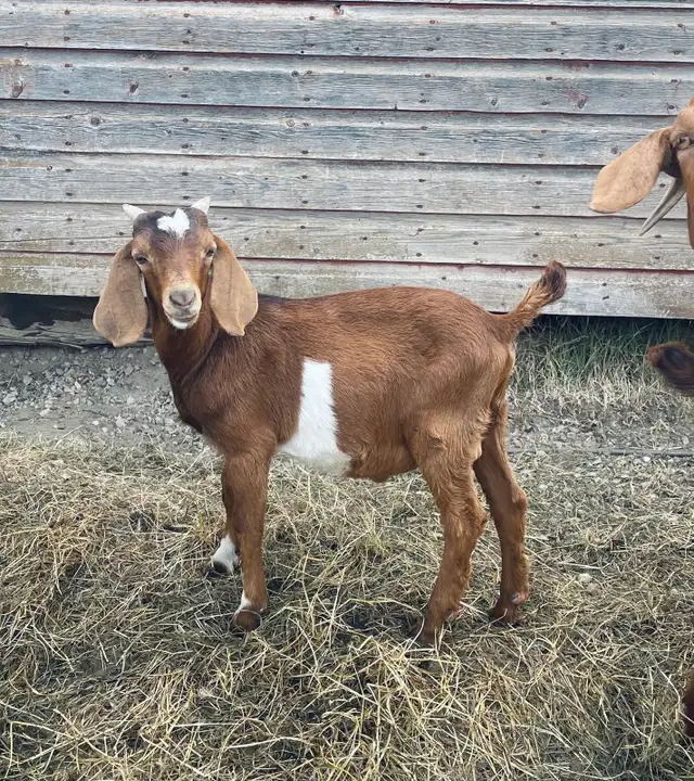 2 young boer bucklings