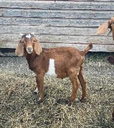 2 young boer bucklings