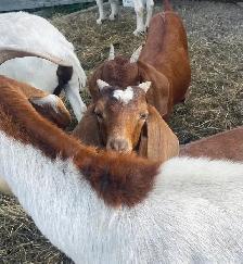 2 young boer bucklings - Photo 2