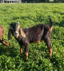 2 young boer bucklings - Photo 3