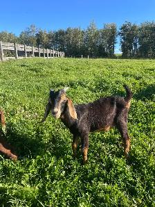 2 young boer bucklings - Photo 4