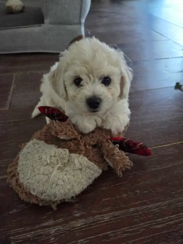 Purebred Bichon Frise Puppies – 7 Weeks Old
