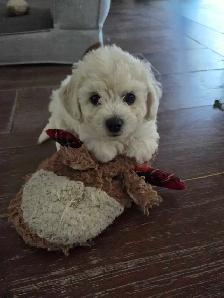 Purebred Bichon Frise Puppies – 7 Weeks Old