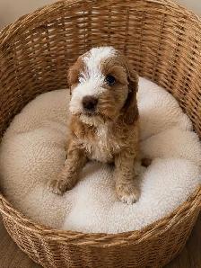 Cockapoo Puppies – Home Raised with Mom & Dad ❤️