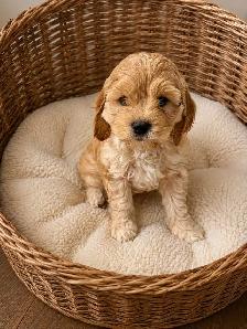 Cockapoo Puppies – Home Raised with Mom & Dad ❤️ - Photo 2