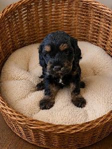 Cockapoo Puppies – Home Raised with Mom & Dad ❤️ - Photo 3