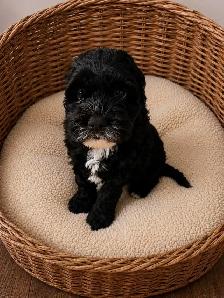 Cockapoo Puppies – Home Raised with Mom & Dad ❤️ - Photo 4