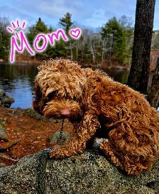 Cockapoo Puppies – Home Raised with Mom & Dad ❤️ - Photo 6