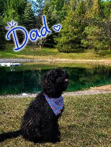 Cockapoo Puppies – Home Raised with Mom & Dad ❤️ - Photo 7
