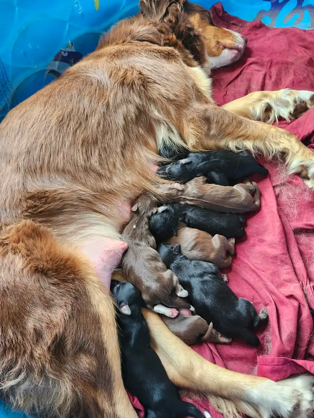 chiots aussidoodle