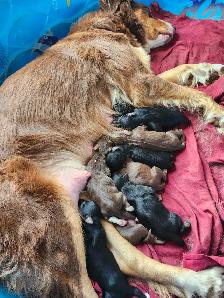 chiots aussidoodle