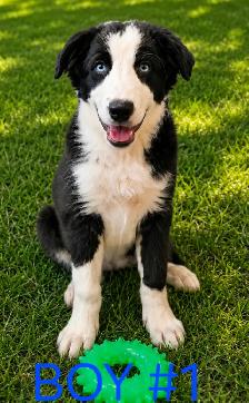 Border Aussie