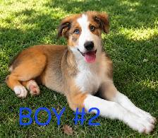 Border Aussie - Photo 2