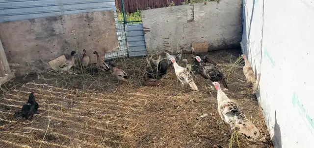 Assorted Turkeys and Ducks