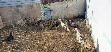 Assorted Turkeys and Ducks