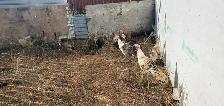 Assorted Turkeys and Ducks - Photo 2