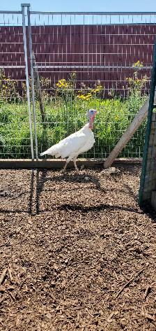 Assorted Turkeys and Ducks - Photo 3