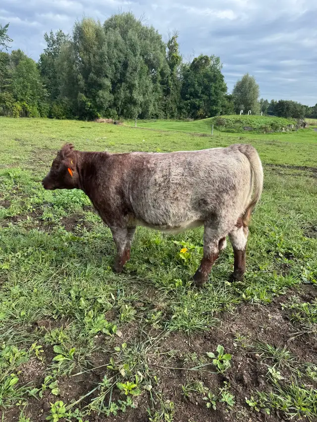 Purebred Shorthorn Heifer Calf