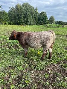 Purebred Shorthorn Heifer Calf
