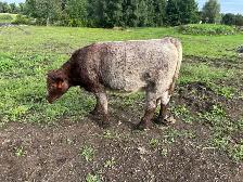 Purebred Shorthorn Heifer Calf - Photo 2