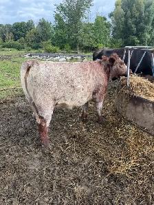 Purebred Shorthorn Heifer Calf - Photo 3