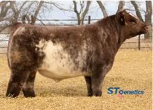 Purebred Shorthorn Heifer Calf - Photo 4