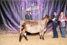 Purebred Shorthorn Heifer Calf - Photo 5