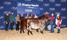 Purebred Shorthorn Heifer Calf - Photo 6