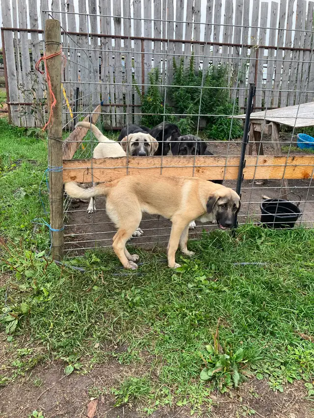 FS Kangal Puppies