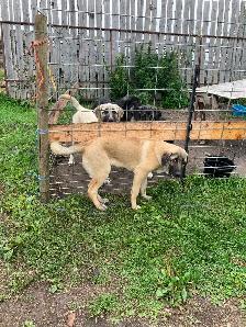 FS Kangal Puppies