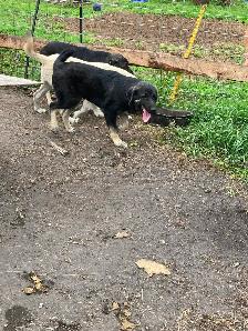 FS Kangal Puppies - Photo 2